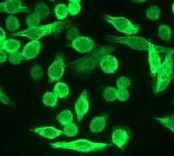 GeneTex Bcl-10 antibody [EP606Y], C-term